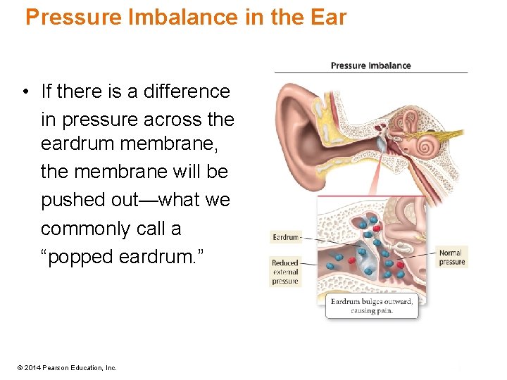 Pressure Imbalance in the Ear • If there is a difference in pressure across