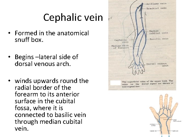 Cephalic vein • Formed in the anatomical snuff box. • Begins –lateral side of