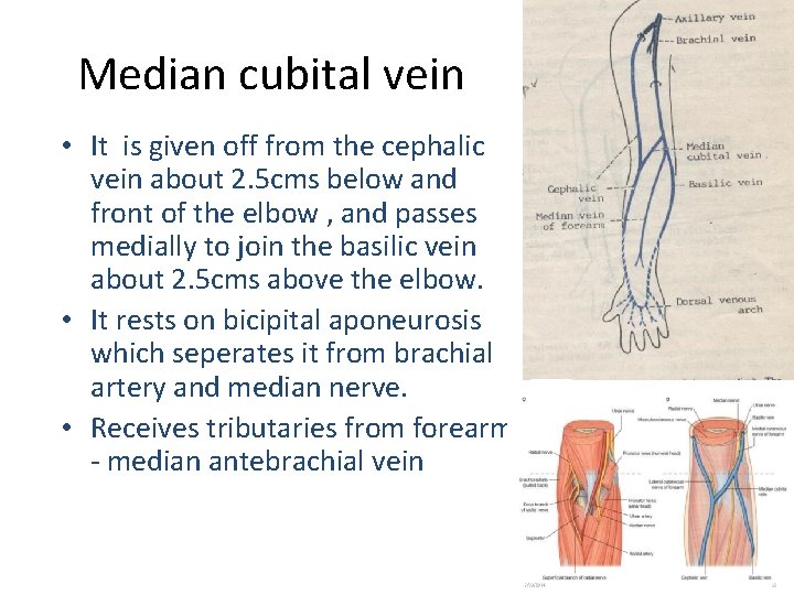 Median cubital vein • It is given off from the cephalic vein about 2.