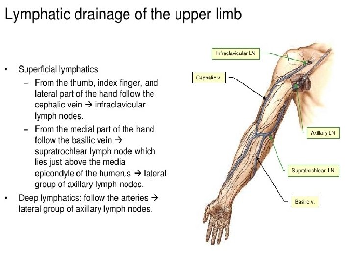 lymphatic drainage of upper limb