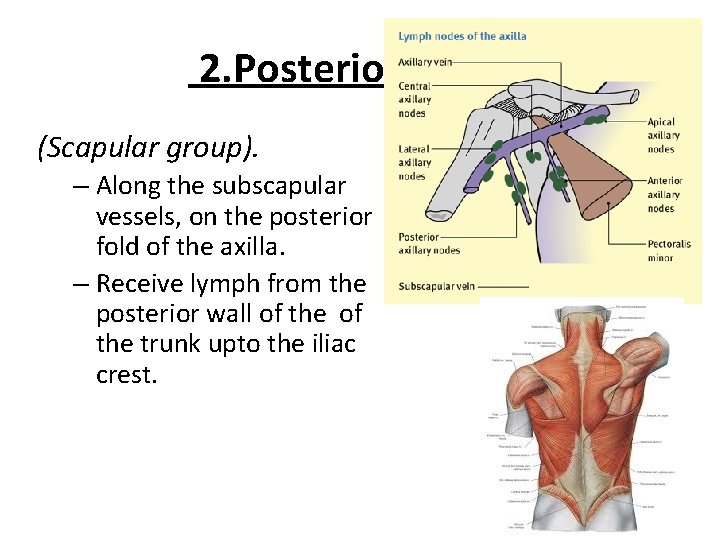 2. Posterior Group (Scapular group). – Along the subscapular vessels, on the posterior fold