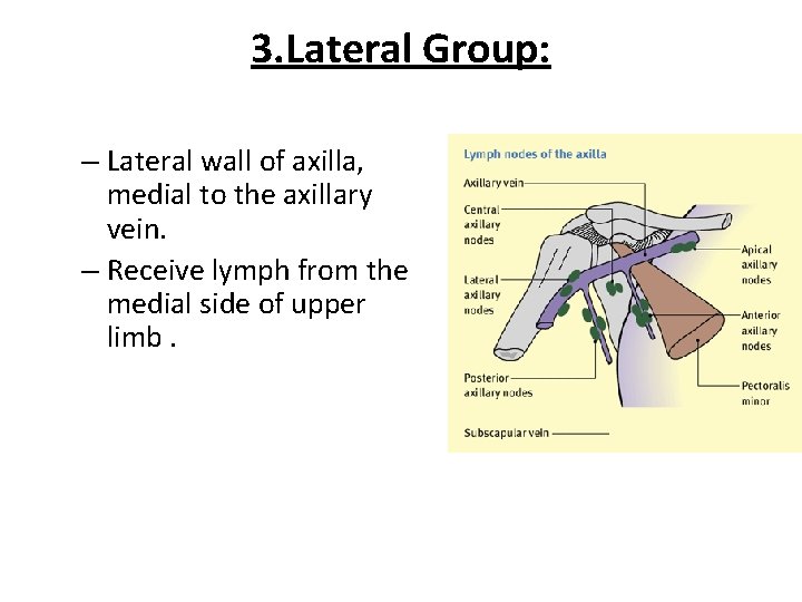 3. Lateral Group: – Lateral wall of axilla, medial to the axillary vein. –