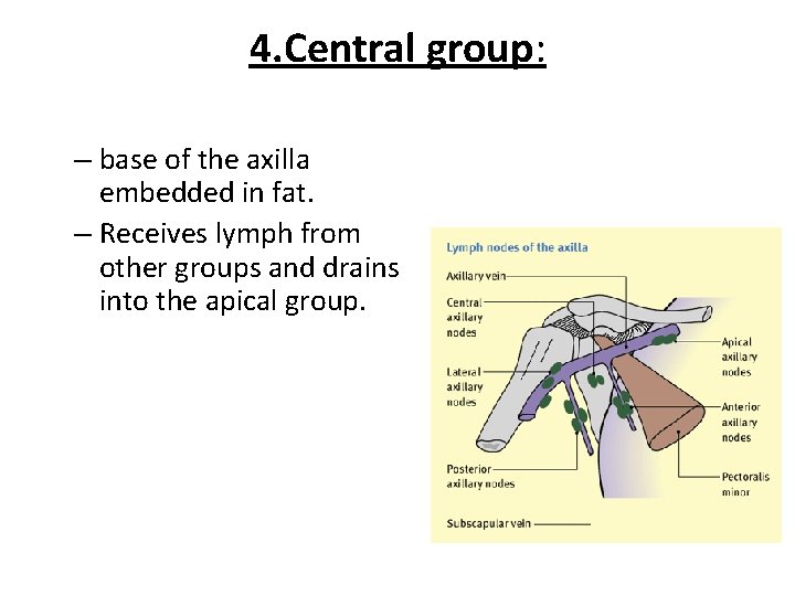 4. Central group: – base of the axilla embedded in fat. – Receives lymph