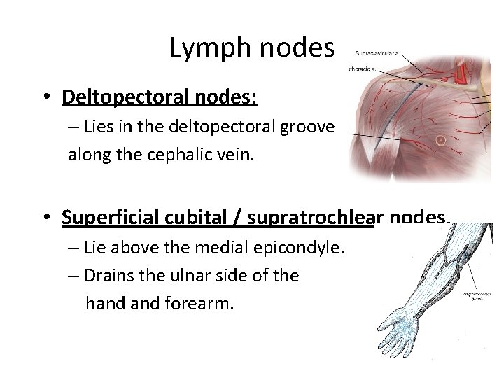 Lymph nodes • Deltopectoral nodes: – Lies in the deltopectoral groove along the cephalic