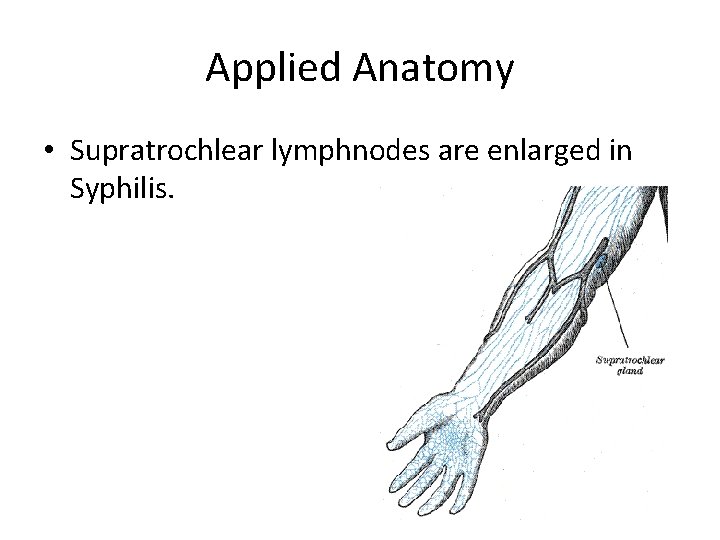 Applied Anatomy • Supratrochlear lymphnodes are enlarged in Syphilis. 