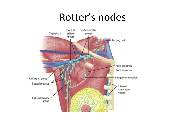 Rotter’s nodes 