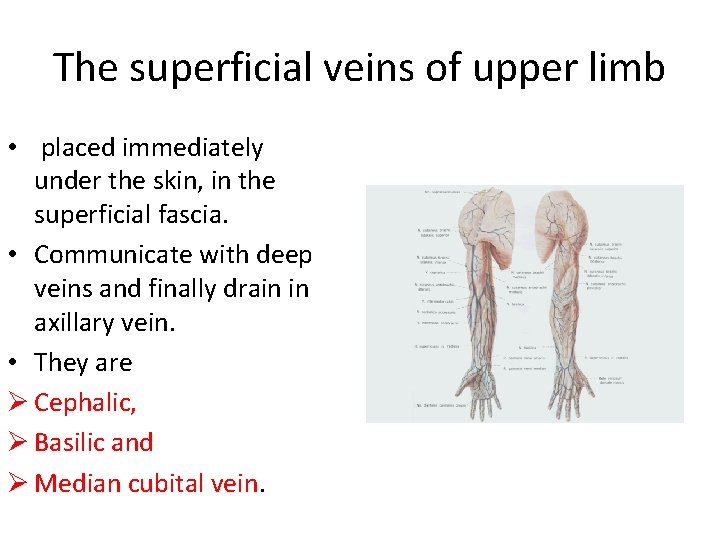 The superficial veins of upper limb • placed immediately under the skin, in the