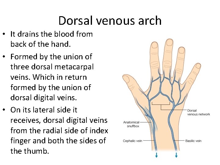 Dorsal venous arch • It drains the blood from back of the hand. •