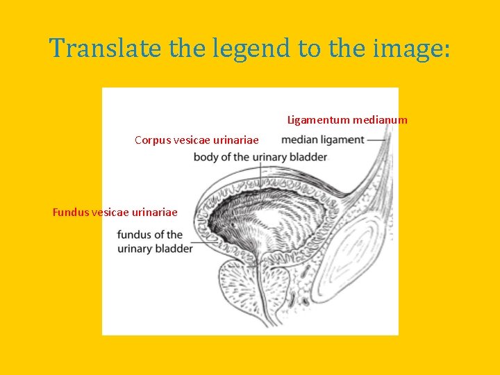 Translate the legend to the image: Ligamentum medianum Corpus vesicae urinariae Fundus vesicae urinariae