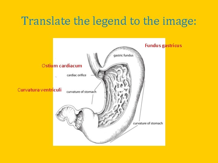 Translate the legend to the image: Fundus gastricus Ostium cardiacum Curvatura ventriculi 