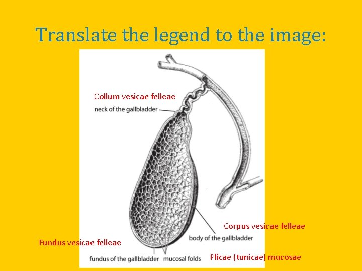Translate the legend to the image: Collum vesicae felleae Corpus vesicae felleae Fundus vesicae