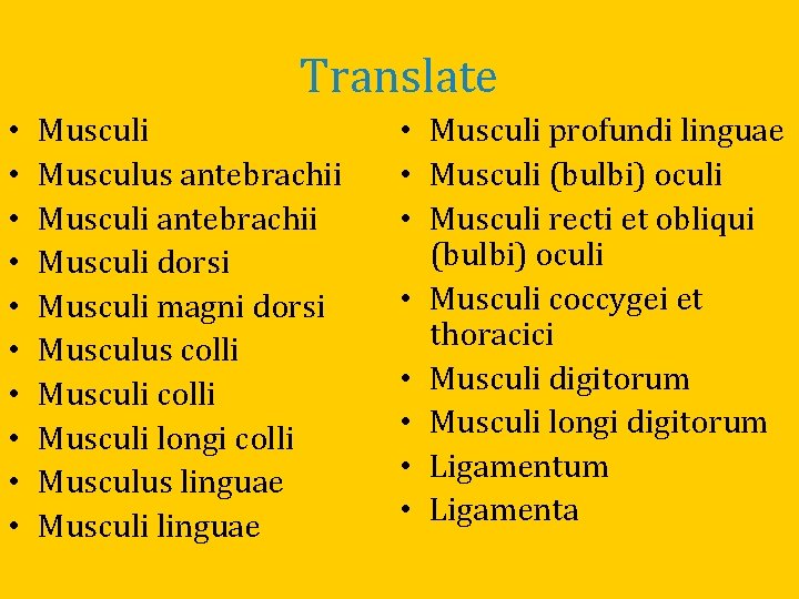 Translate • • • Musculi Musculus antebrachii Musculi dorsi Musculi magni dorsi Musculus colli
