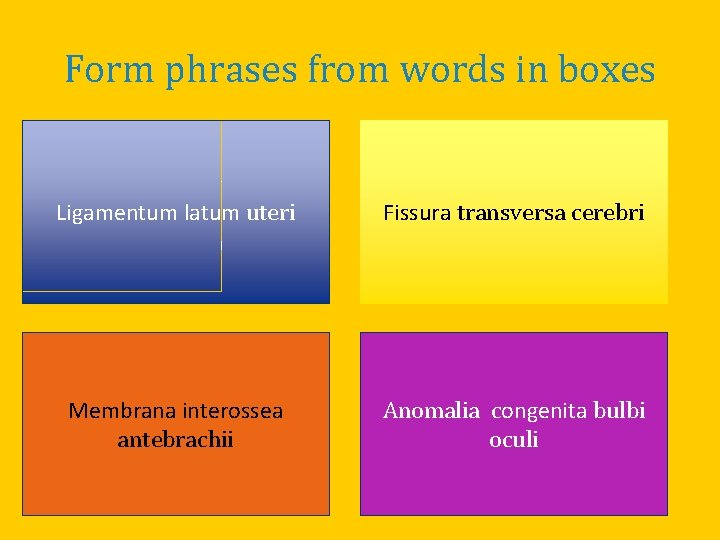 Form phrases from words in boxes Cerebrum Uterus Ligamentum latum uteri Latus, a, um