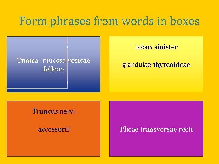 Form phrases from words in boxes Tunica Vesica Tunica mucosa vesicae Mucosus, a, um