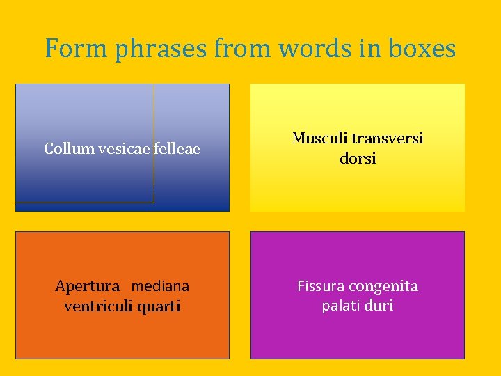 Form phrases from words in boxes Collum Musculus (pl. ) vesica felleae Collum vesicae