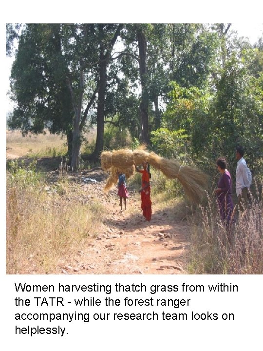 Women harvesting thatch grass from within the TATR - while the forest ranger accompanying