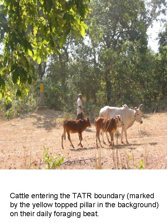 Cattle entering the TATR boundary (marked by the yellow topped pillar in the background)