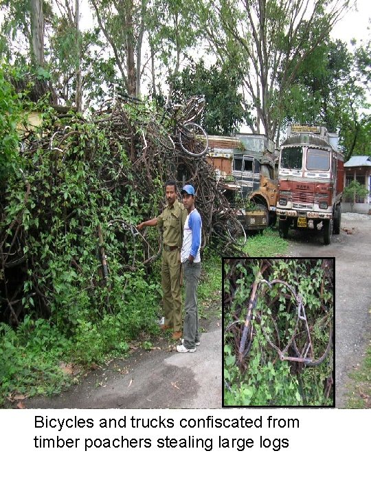 Bicycles and trucks confiscated from timber poachers stealing large logs 