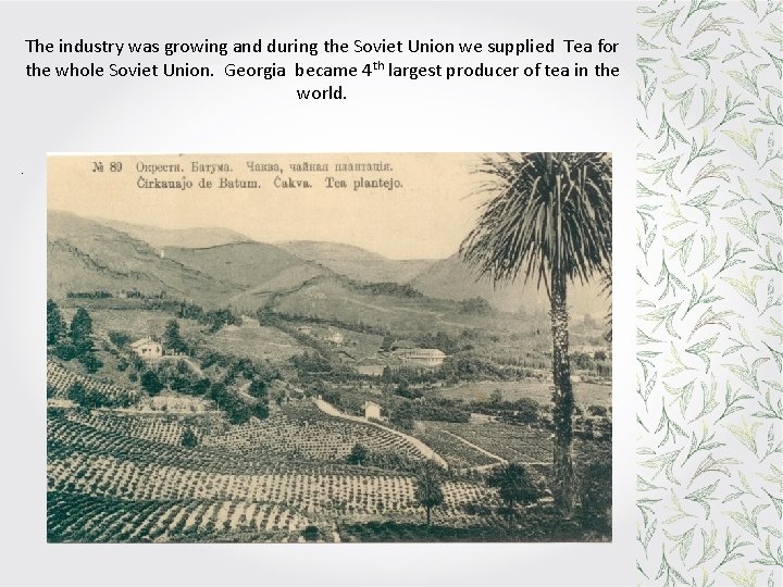 The industry was growing and during the Soviet Union we supplied Tea for the The industry was growing and during the Soviet Union we supplied Tea for the