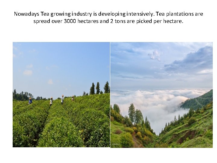 Nowadays Tea growing industry is developing intensively. Tea plantations are spread over 3000 hectares Nowadays Tea growing industry is developing intensively. Tea plantations are spread over 3000 hectares