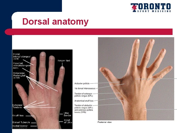 Dorsal anatomy 