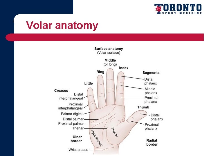 Volar anatomy 