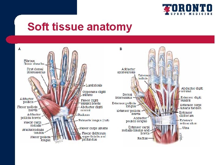 Soft tissue anatomy 