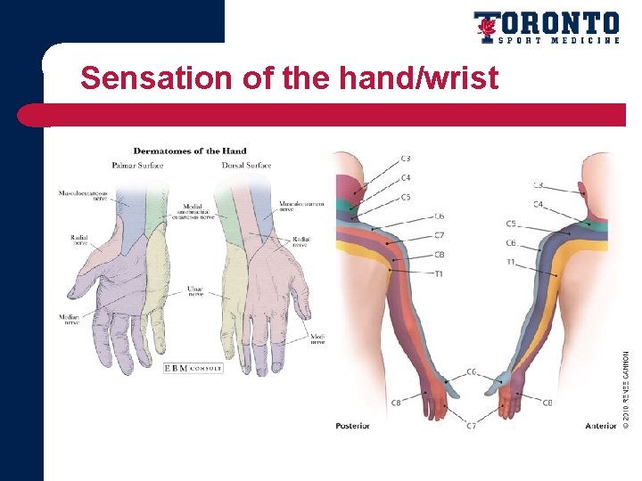 Sensation of the hand/wrist 