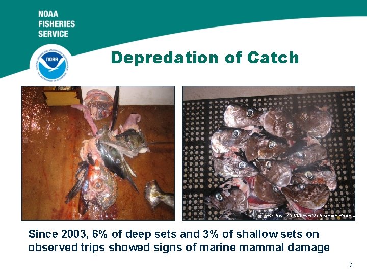 Depredation of Catch Photos: NOAA-PIRO Observer Program Since 2003, 6% of deep sets and