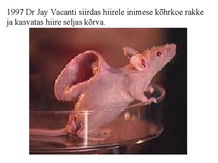 1997 Dr Jay Vacanti siirdas hiirele inimese kõhrkoe rakke ja kasvatas hiire seljas kõrva.