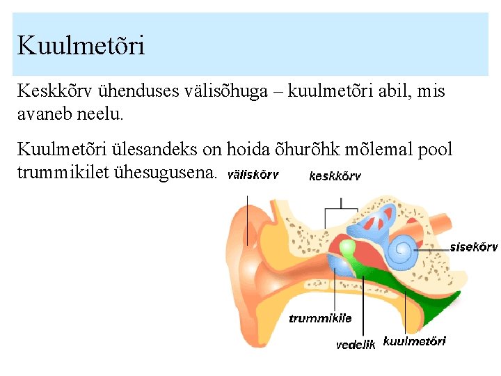 Kuulmetõri Keskkõrv ühenduses välisõhuga – kuulmetõri abil, mis avaneb neelu. Kuulmetõri ülesandeks on hoida