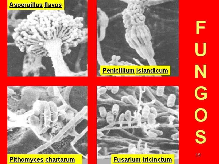 Aspergillus flavus Penicillium islandicum Pithomyces chartarum Fusarium tricinctum F U N G O S Aspergillus flavus Penicillium islandicum Pithomyces chartarum Fusarium tricinctum F U N G O S