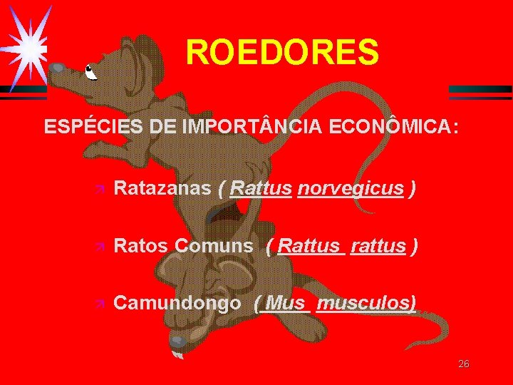 ROEDORES ESPÉCIES DE IMPORT NCIA ECONÔMICA: ä Ratazanas ( Rattus norvegicus ) ä Ratos ROEDORES ESPÉCIES DE IMPORT NCIA ECONÔMICA: ä Ratazanas ( Rattus norvegicus ) ä Ratos