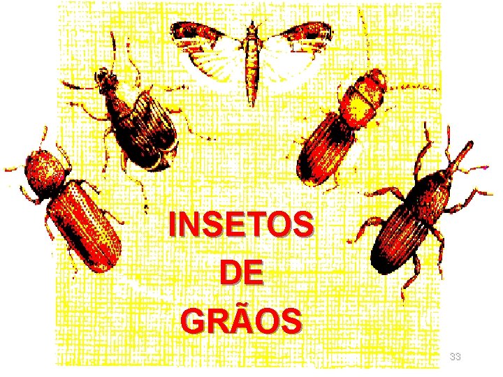 INSETOS DE GRÃOS 33 INSETOS DE GRÃOS 33