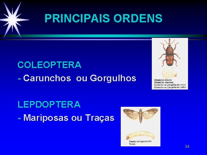 PRINCIPAIS ORDENS COLEOPTERA - Carunchos ou Gorgulhos LEPDOPTERA - Mariposas ou Traças 34 PRINCIPAIS ORDENS COLEOPTERA - Carunchos ou Gorgulhos LEPDOPTERA - Mariposas ou Traças 34