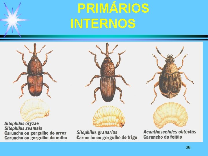 PRIMÁRIOS INTERNOS 38 PRIMÁRIOS INTERNOS 38