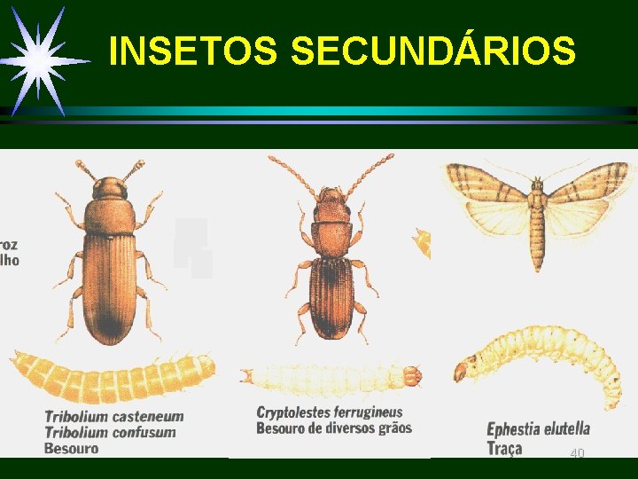 INSETOS SECUNDÁRIOS 40 INSETOS SECUNDÁRIOS 40