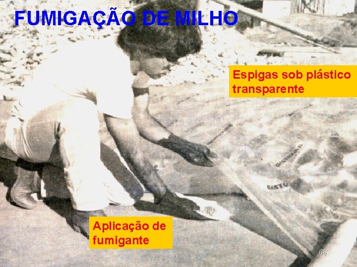 FUMIGAÇÃO DE MILHO Espigas sob plástico transparente Aplicação de fumigante 66 FUMIGAÇÃO DE MILHO Espigas sob plástico transparente Aplicação de fumigante 66