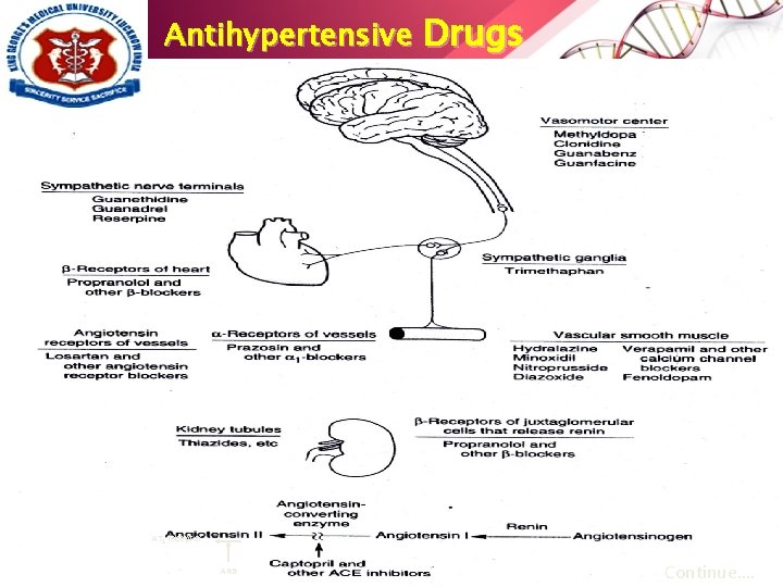 Antihypertensive Drugs AT 1 receptor ARB Continue…. 
