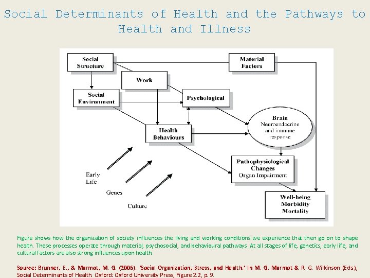 Social Determinants of Health and the Pathways to Health and Illness Figure shows how