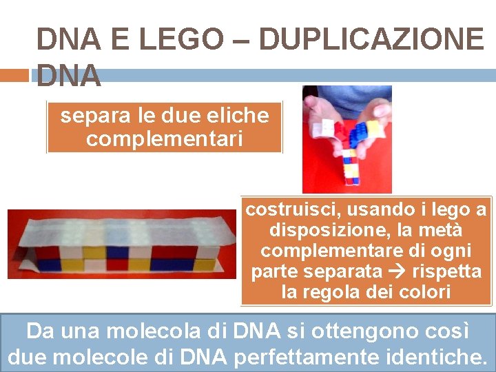 DNA E LEGO – DUPLICAZIONE DNA separa le due eliche complementari costruisci, usando i