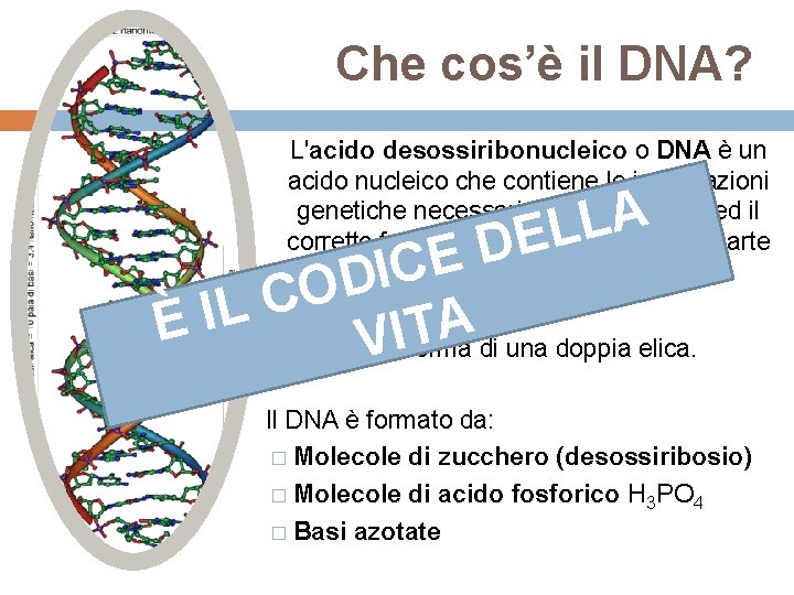 Che cos’è il DNA? L'acido desossiribonucleico o DNA è un acido nucleico che contiene