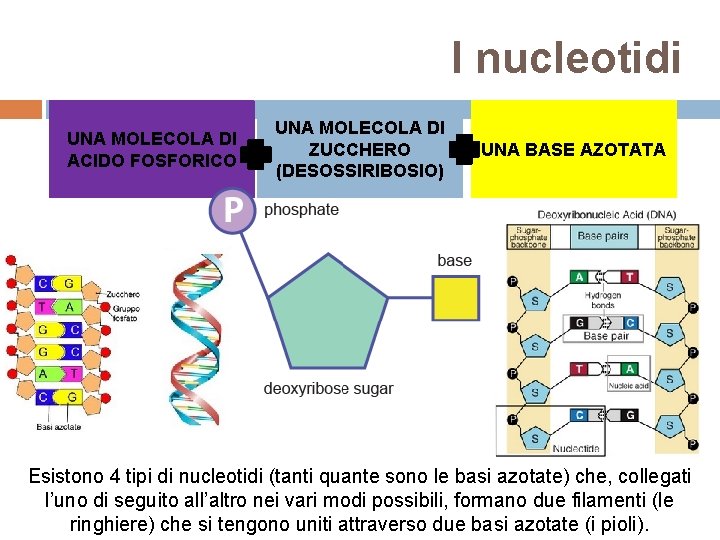 I nucleotidi UNA MOLECOLA DI ACIDO FOSFORICO UNA MOLECOLA DI ZUCCHERO (DESOSSIRIBOSIO) UNA BASE