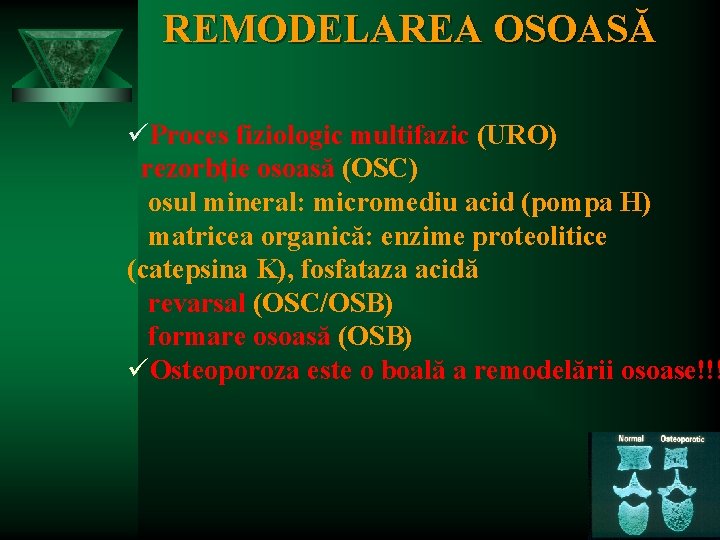 REMODELAREA OSOASĂ üProces fiziologic multifazic (URO) rezorbţie osoasă (OSC) osul mineral: micromediu acid (pompa