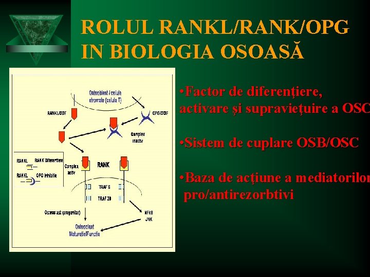 ROLUL RANKL/RANK/OPG IN BIOLOGIA OSOASĂ • Factor de diferenţiere, activare şi supravieţuire a OSC