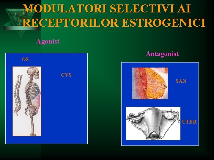 MODULATORI SELECTIVI AI RECEPTORILOR ESTROGENICI Agonist Antagonist OS CVS SAN UTER 