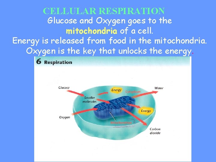 CELLULAR RESPIRATION Glucose and Oxygen goes to the mitochondria of a cell. Energy is