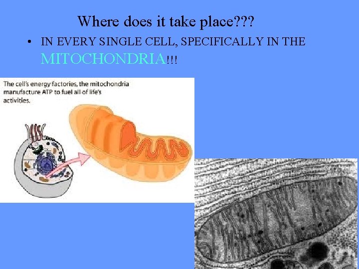 Where does it take place? ? ? • IN EVERY SINGLE CELL, SPECIFICALLY IN