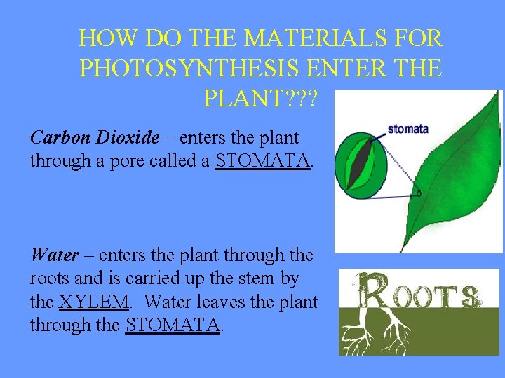 HOW DO THE MATERIALS FOR PHOTOSYNTHESIS ENTER THE PLANT? ? ? Carbon Dioxide –
