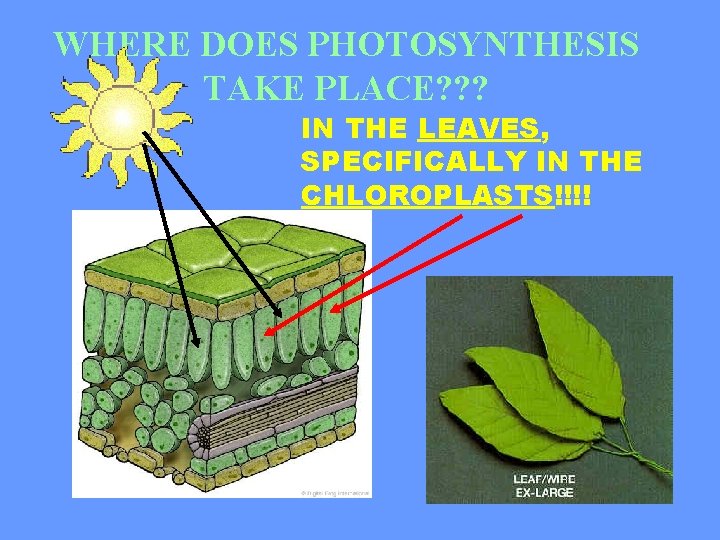 WHERE DOES PHOTOSYNTHESIS TAKE PLACE? ? ? IN THE LEAVES, SPECIFICALLY IN THE CHLOROPLASTS!!!!